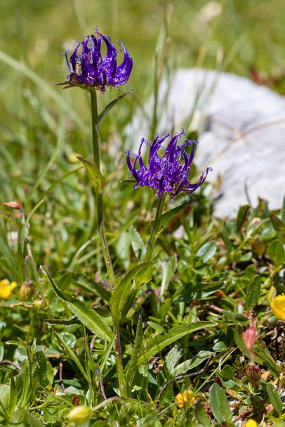 The round-headed rampion, Pride of Sussex (Phyteuma orbiculare) blooms on an alpine meadow in the Alps, Austria - Photo, Image