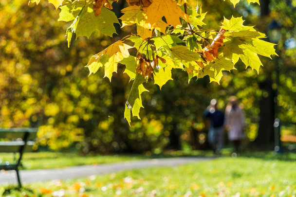 Kultainen vaahtera lähtee lähikuva auringonvalossa syksyllä taustalla hämärtynyt puisto luvut pari rakastunut. Kaunis luonnollinen tausta syksyn lehtiä. Kopioi tila - Valokuva, kuva