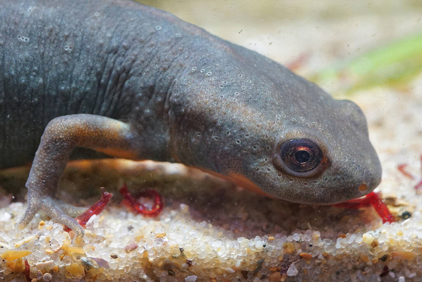 Closeup on a grey adult of the endangered Chinese endemic Fuding fire belly newt, Cynops fudingensis - Photo, Image
