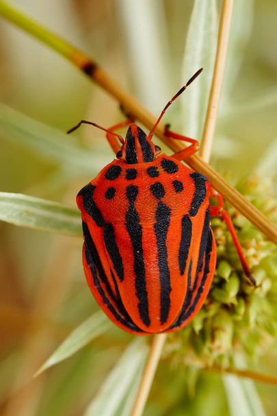 Detailed closeup on the brilliant red colored Mediterranean striped shieldbug , Graphosoma semipunctatum - Photo, Image
