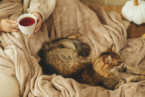 Cute cat and woman hands with cup of tea relaxing on cozy blanket at fireplace, top view. Adorable tabby kitty  together with owner at fireplace in rustic farmhouse. Autumn hygge top view - Photo, Image