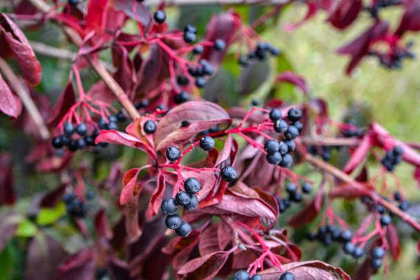 Gewone hondshout (Cornus sanguinea), kleurrijk herfstblad.De bessen van cornus sanguinea rijpen op de tak van de struik. - Foto, afbeelding