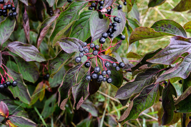 Gewone hondshout (Cornus sanguinea), kleurrijk herfstblad.De bessen van cornus sanguinea rijpen op de tak van de struik. - Foto, afbeelding