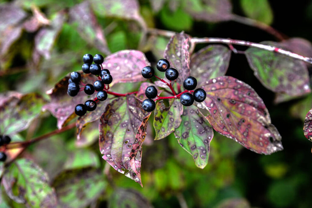 Obyčejné psího dříví (Cornus sanguinea), barevné podzimní listy.Bobule cornus sanguinea dozrávají na větvi keře. - Fotografie, Obrázek