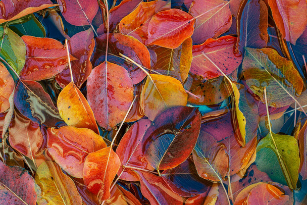 Sonbahar Turuncusu kırmızı yeşil yapraklar armut ağacını yere düşürür su soyut Doğal Renk Arkaplanı 'na düşen metin için boşluk bırakır. - Fotoğraf, Görsel