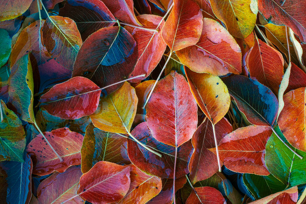 Sonbahar Turuncusu kırmızı yeşil yapraklar armut ağacını yere düşürür su soyut Doğal Renk Arkaplanı 'na düşen metin için boşluk bırakır. - Fotoğraf, Görsel