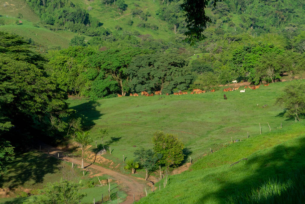 Ganado en el campo en un día soleado. Tamesis, Antioquia, Colombia - Foto, Imagen