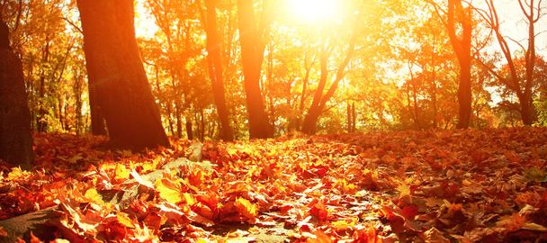 Красивый осенний фон с желтыми и красными листьями. - Фото, изображение