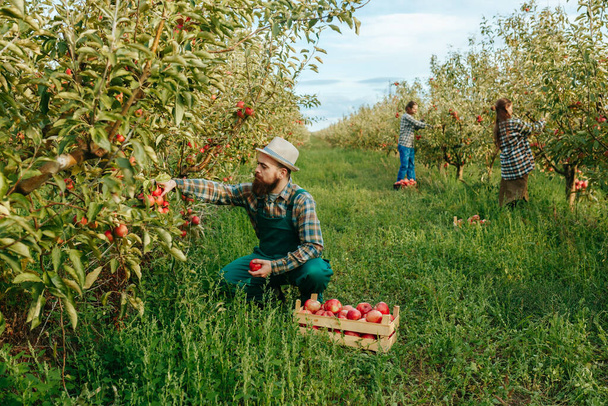 Vue de face 3 agriculteurs récolte pomme boîte accroupi homme travail tablier marcher fruits boîte heureux sourire. Autour du verger de pommes beaucoup de verdure et de récolte. Terres fertiles entreprises prospères. - Photo, image