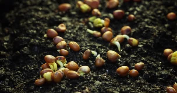 Zeitrahmen für das Schneiden einer Pflanze aus Getreide. Das Konzept des neuen Lebens, die Geburt einer Pflanze in der Natur, Gartenarbeit im Frühling. Hochwertiges 4k Filmmaterial - Filmmaterial, Video