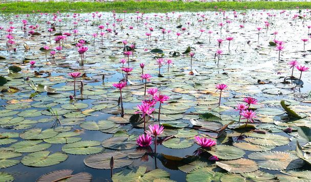 Fields water lilies bloom season in a large flooded lagoon in Tay Ninh, Vietnam. Flowers grow naturally when the flood water is high, represent the purity, simplicity - Фото, изображение