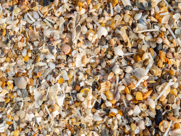 sea shell texture background top view and center focus concept. Assortment of seashells on the beach. dead seashell at beach with selective focus. - Foto, Bild