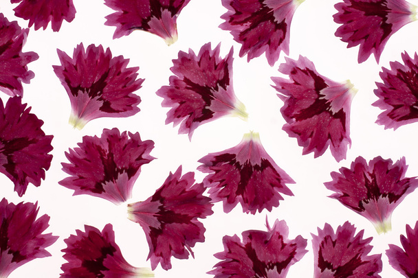 Carnation petals - Fotografie, Obrázek