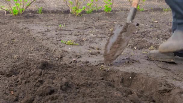 Σκάβοντας τον κήπο με ένα φτυάρι από κοντά. Καλλιεργώντας το χώμα ενός πάγκου κήπου με το χέρι.Προετοιμασία του εδάφους για την επόμενη εποχή του χειμώνα.Μαλακώνοντας και αερίζοντας τη γη πριν από τη φύτευση.Εργασία στη γεωργία - Πλάνα, βίντεο
