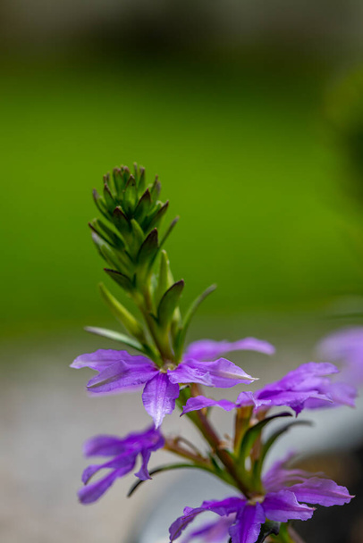 Scaevola saligna flower growing in meadow, macro - Photo, Image