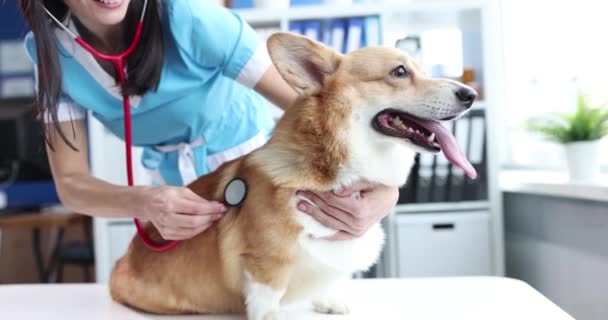 Eläinlääkäri kuuntelee koiran sykettä eläinklinikalla. Auscultation sydämen koirilla käsite - Materiaali, video