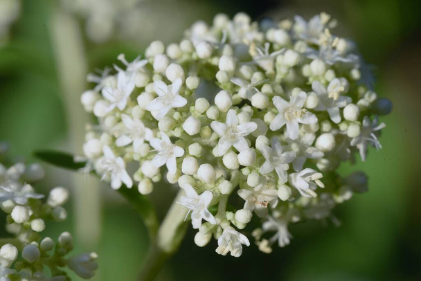 White patrinia ( Patrinia villosa ) flowers. Valerianaceae perennial medicinal plants. Many white flowers are borne on the cymes from August to October. - Photo, Image