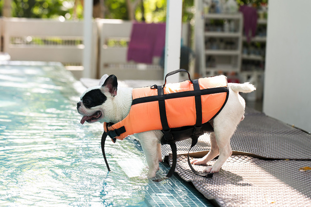 French bull dog at pool side - 写真・画像