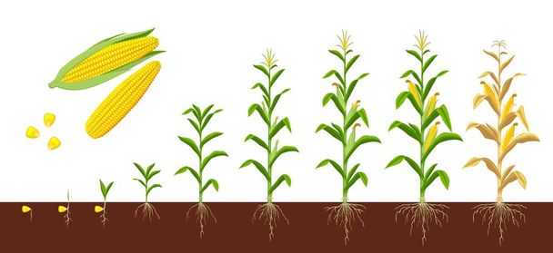 Fáze růstu kukuřice kukuřice. Vývoj zemědělských rostlin, vývojové stádium nebo vývoj zemědělských plodin stromků. Fáze pěstování kukuřice tvoří semena s kořeny v půdě na sazenice, rostliny připravené ke sklizni - Vektor, obrázek