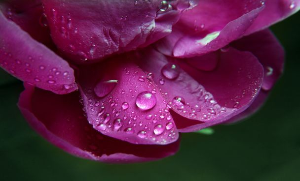 Peony in drops - Photo, Image