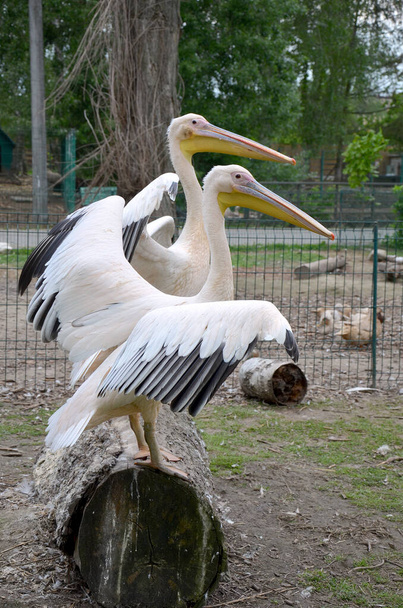 Hayvanat bahçesindeki güzel pelikanlar - Fotoğraf, Görsel
