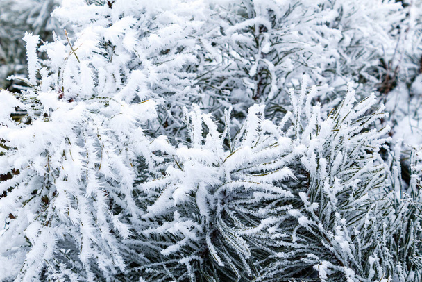 junge Kiefern mit Schnee bedeckt - Foto, Bild