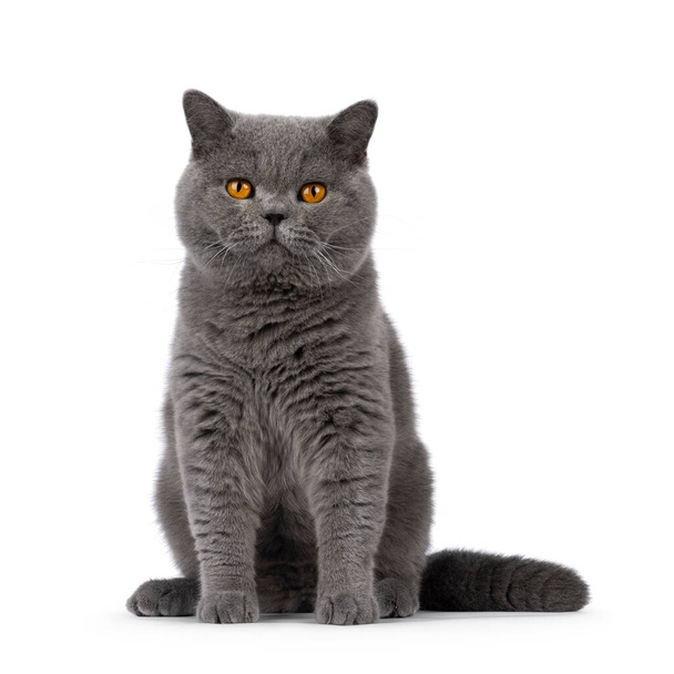 Handsome adult solid blue male British Shorthair cat, sitting up facing front. Looking towards camera. Isolated on a white background. - Фото, изображение
