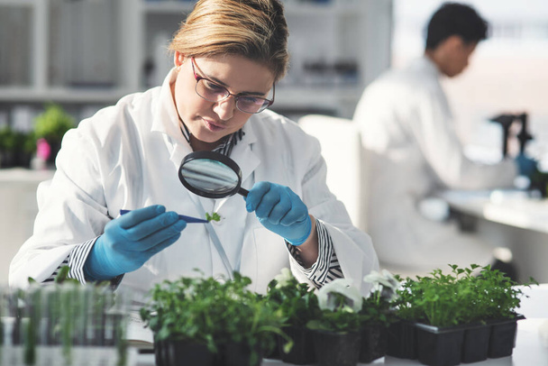 この植物についてもっと発見する必要があるようです。研究室で同僚と虫眼鏡を使って植物のサンプルを分析している女性科学者です - 写真・画像
