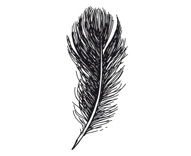 Hand drawn feather on white background - Wektor, obraz