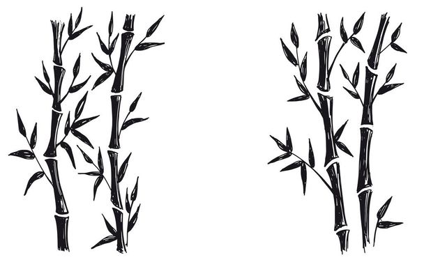 Bamboo tree. Hand drawn style. Vector illustrations. - Vector, Image