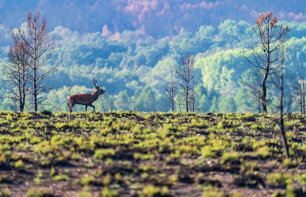 Male deer profile bellowing over the hill, long shot - Photo, Image