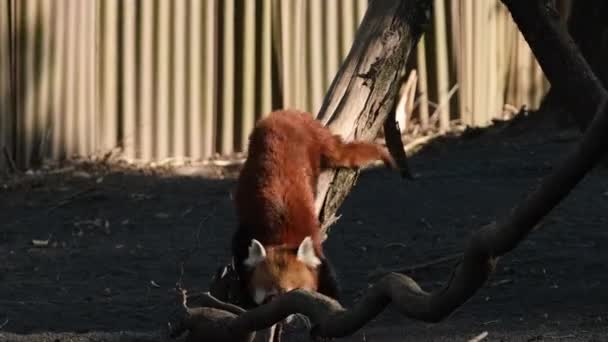 Ailurus fulgens panda vermelha entre as árvores. Imagens 4k de alta qualidade - Filmagem, Vídeo