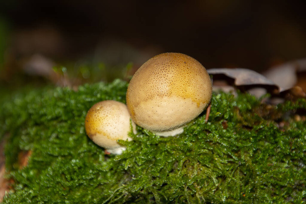 Scleroderma paddenstoel groeit op mos, ook wel Kartoffelbovist - Foto, afbeelding