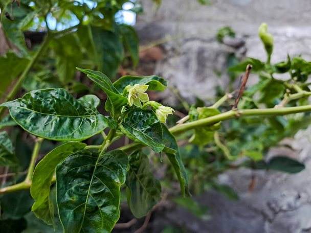 Cayenne pepper leaves damaged due to pest attacks, farmers experience losses during chili harvesting in Indonesia - Photo, Image