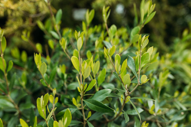 Close-up of bright wet young green foliage of boxwood Buxus sempervirens as perfect backdrop for any natural theme. - Fotoğraf, Görsel