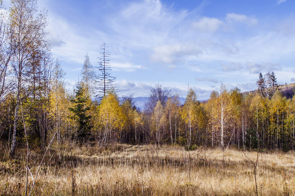 Carpathian mountains in the autumn. Colorful autumn landscape scene. - Φωτογραφία, εικόνα