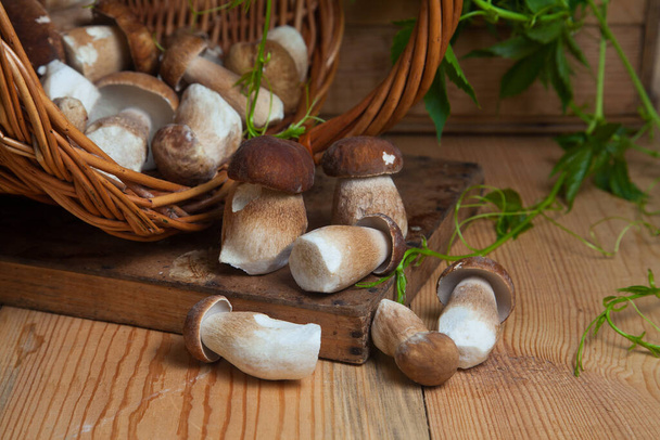 Crop of forest edible mushrooms. Pile of picked wild porcini mushrooms (cep, porcino or king bolete, usually called boletus edulis), wicker basket with mushrooms and green foliage of wild grapes on wooden background at autumn season - Photo, Image