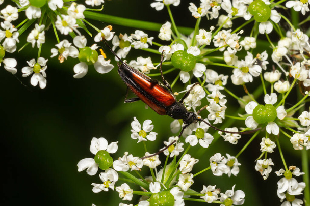 The common red soldier beetle Rhagonycha fulva, also misleadingly known as the bloodsucker beetle, is a species of soldier beetle Cantharidae. - Photo, Image