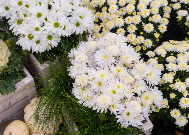 Белые хризантемы и тыквы. Прекрасная композиция. Крупный план. Осенний состав - Фото, изображение