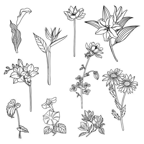 Set of Flower and leaf line art, flora clipart. - Вектор,изображение