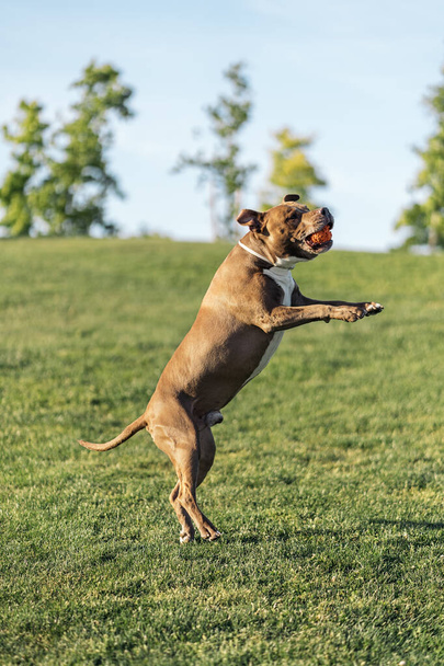 Beautiful purebred dog having fun in the park playing with a ball during a sunny day. - 写真・画像