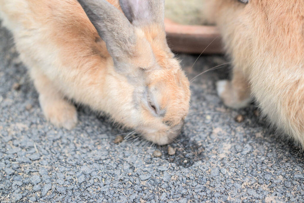 Семья кроликов веселится, гуляет, ест, спит на земле и бетоне. - Фото, изображение