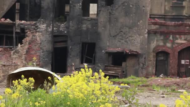 Κίτρινα λουλούδια σε μια πόλη-φάντασμα - Πλάνα, βίντεο