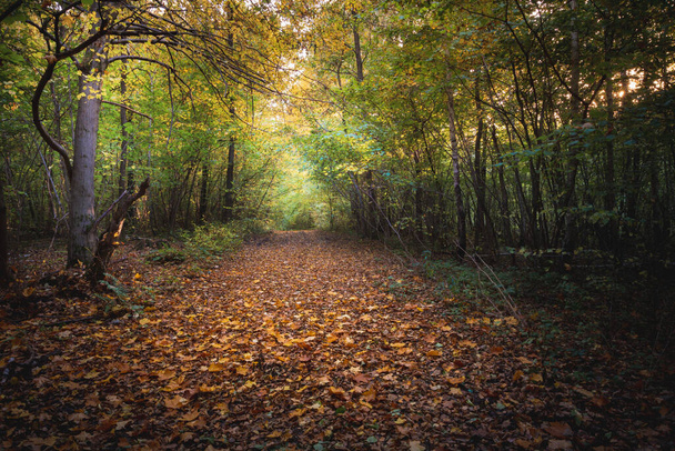 Leafy road in a moody autumn forest, Nowiny, Poland - Fotó, kép