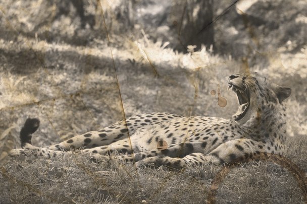 Vintage cheetah photography - Photo, Image