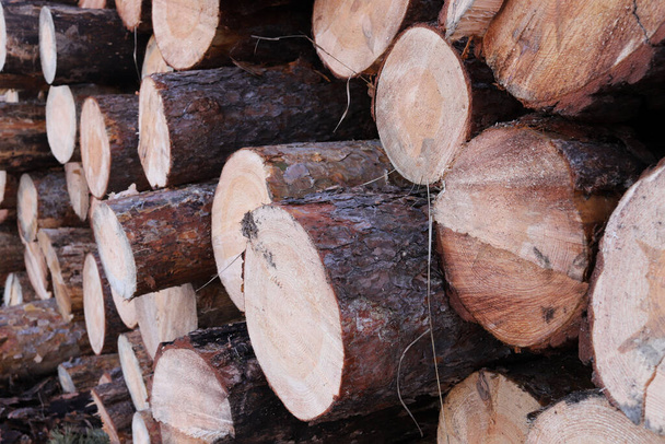 Pila di tronchi di legno, legna da ardere rotonda in segheria - Foto, immagini