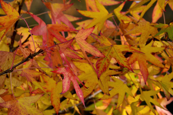 すべての栄光の秋。秋の素晴らしい色. - 写真・画像