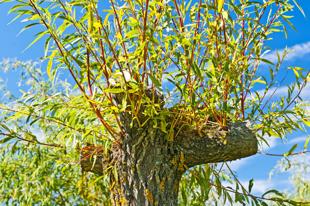 Pollarded willow - Photo, Image