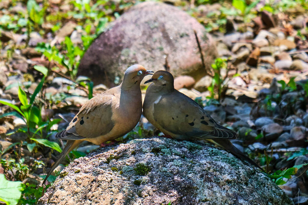 Готові голуби (Zenaida macroura) виявляють любов. - Фото, зображення