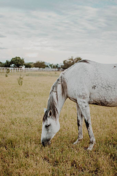 A selective of a white horse grazing in a field - 写真・画像